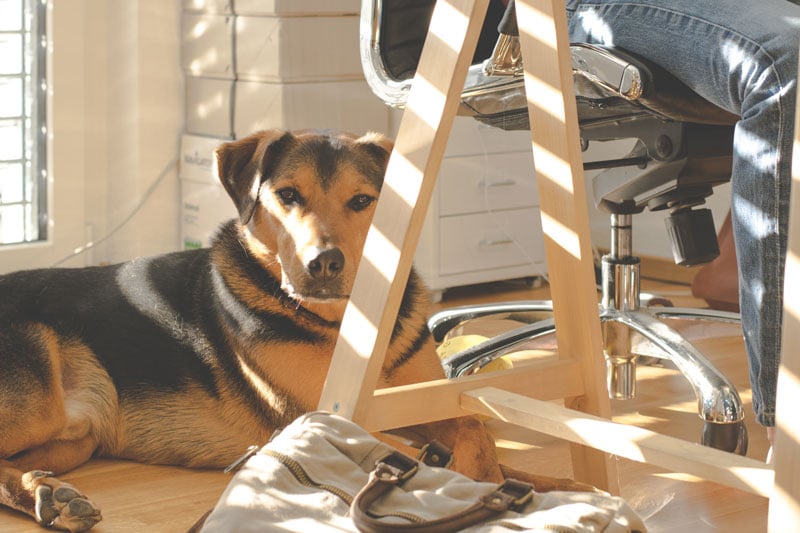 Working from home pro and cons 3 Mariam Cheaitou Bazzi Dog sitting